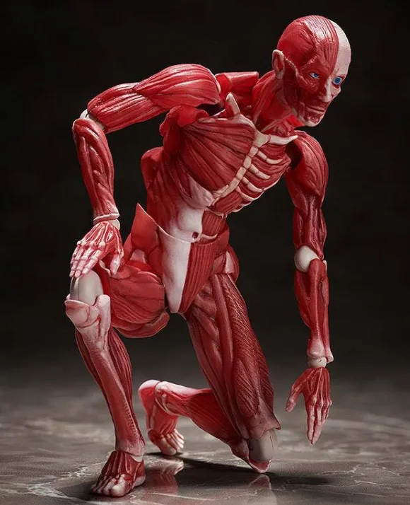 figma Human Anatomical Model
