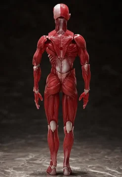 figma Human Anatomical Model