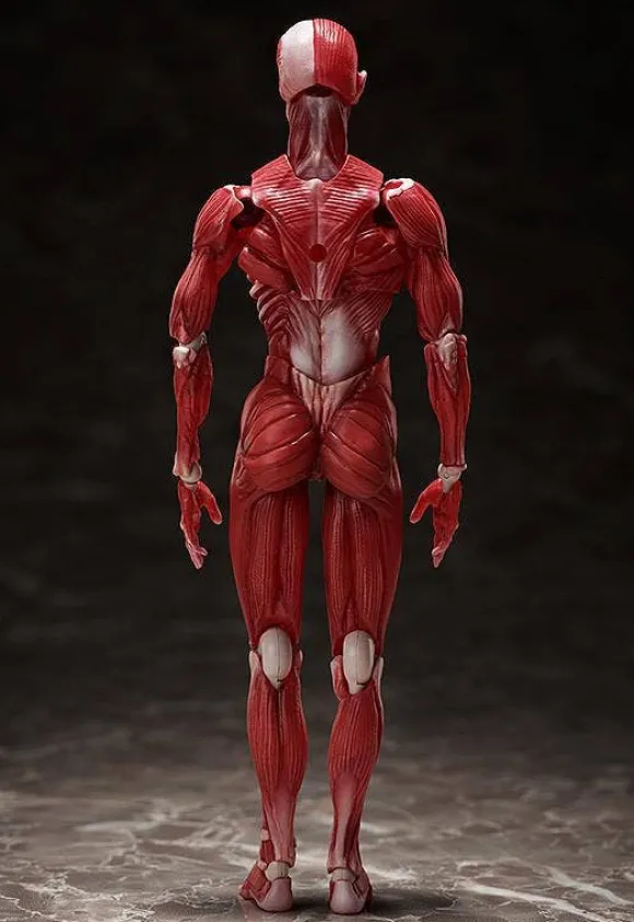 figma Human Anatomical Model