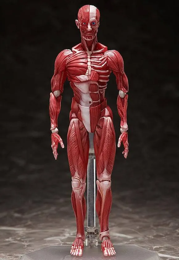 figma Human Anatomical Model
