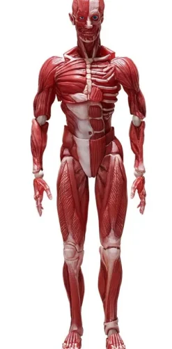 figma Human Anatomical Model