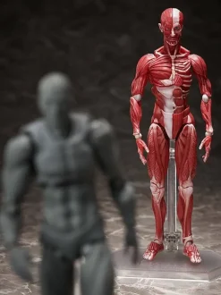 figma Human Anatomical Model