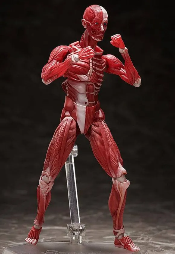 figma Human Anatomical Model