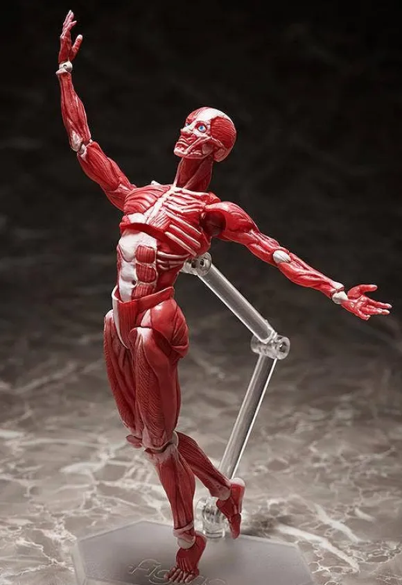 figma Human Anatomical Model
