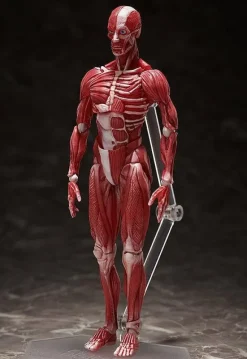 figma Human Anatomical Model