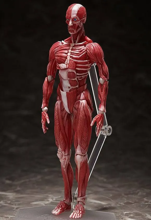 figma Human Anatomical Model