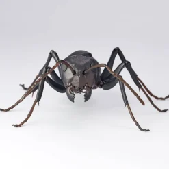 REVO GEO Camponotus japonicus (Black Carpenter Ant) (set of 2)