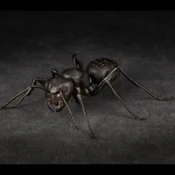 REVO GEO Camponotus japonicus (Black Carpenter Ant) (set of 2)
