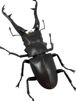 Revogeo Prosopocoilus Giraffa / Giraffe Stag Beetle