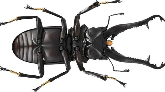 Revogeo Prosopocoilus Giraffa / Giraffe Stag Beetle