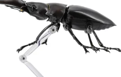 Revogeo Prosopocoilus Giraffa / Giraffe Stag Beetle