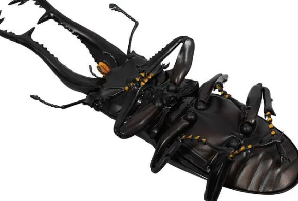 Revogeo Prosopocoilus Giraffa / Giraffe Stag Beetle