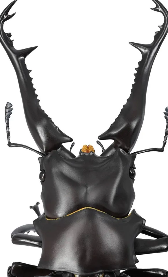 Revogeo Prosopocoilus Giraffa / Giraffe Stag Beetle