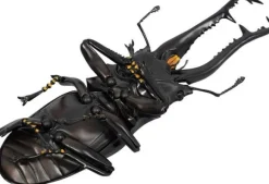Revogeo Prosopocoilus Giraffa / Giraffe Stag Beetle