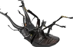Revogeo Prosopocoilus Giraffa / Giraffe Stag Beetle