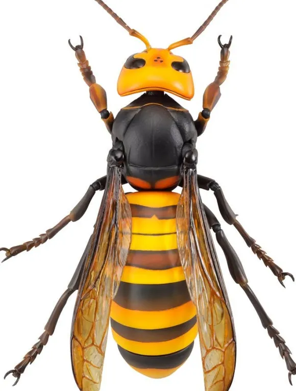 Revogeo Vespa Mandarinia (Asian Giant Hornet / "Murder Hornet")