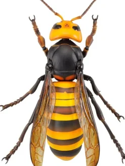 Revogeo Vespa Mandarinia (Asian Giant Hornet / "Murder Hornet") (Reissue)