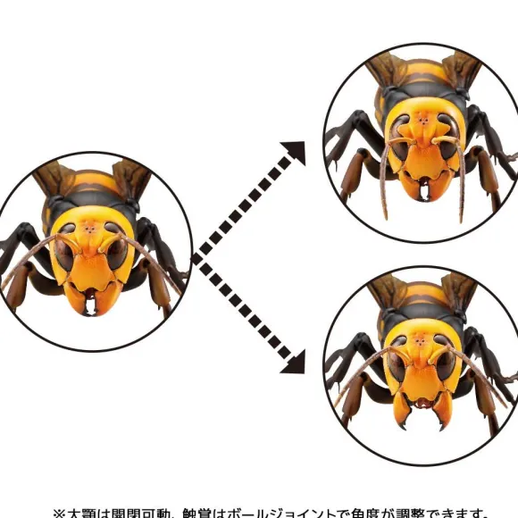 Revogeo Vespa Mandarinia (Asian Giant Hornet / "Murder Hornet") (Reissue)