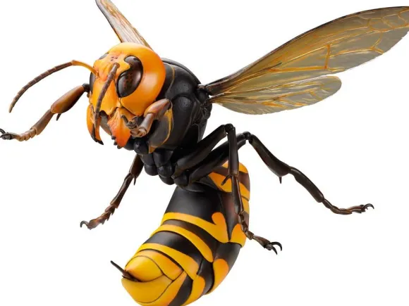 Revogeo Vespa Mandarinia (Asian Giant Hornet / "Murder Hornet") (Reissue)