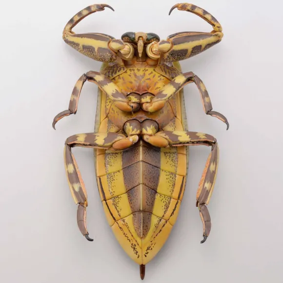 Revogeo Water Bug Tagame