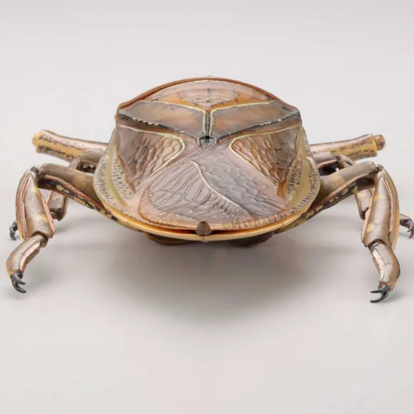 Revogeo Water Bug Tagame