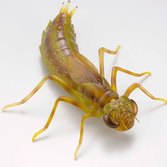 Revogeo Water Bug Tagame