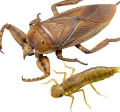 Revogeo Water Bug Tagame