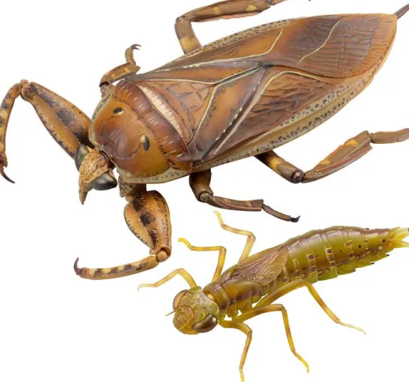 Revogeo Water Bug Tagame
