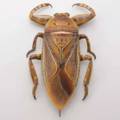 Revogeo Water Bug Tagame