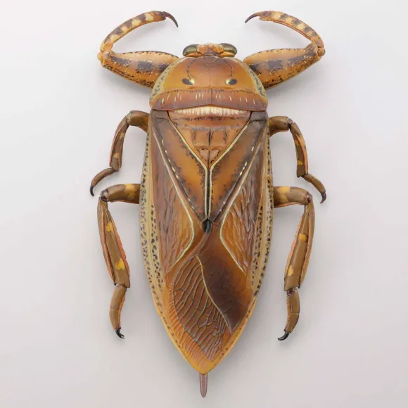 Revogeo Water Bug Tagame