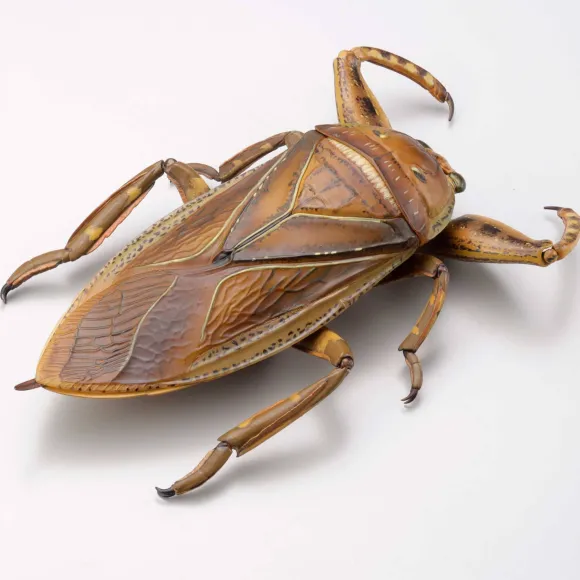Revogeo Water Bug Tagame