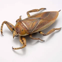 Revogeo Water Bug Tagame