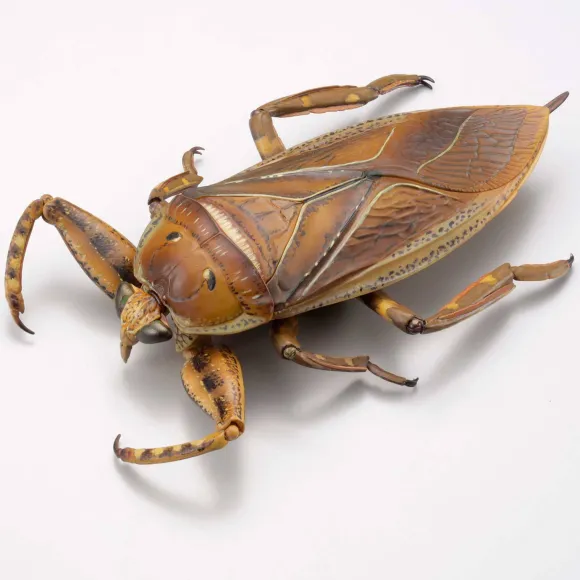 Revogeo Water Bug Tagame
