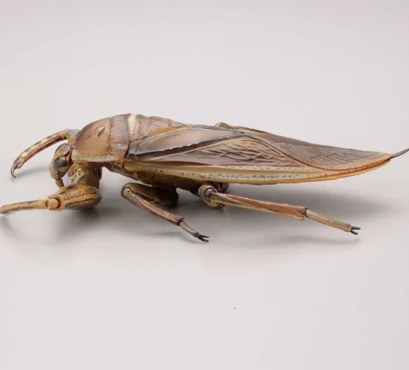 Revogeo Water Bug Tagame