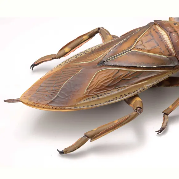 Revogeo Water Bug Tagame
