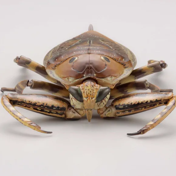 Revogeo Water Bug Tagame