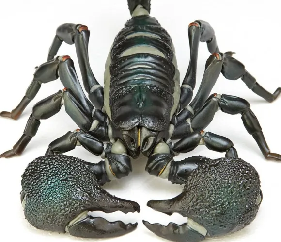 Revoltech Geo Pandinus Imperator (Emperor Scorpion)